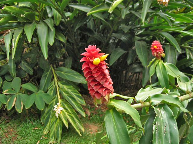 A 401 Rainforest Park a Kuranda.jpg